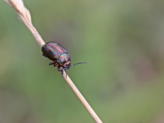 Regenbogen-Blattkäfer (Chrysolina cerealis) auf Grashalm © Schmutzler-Schaub
