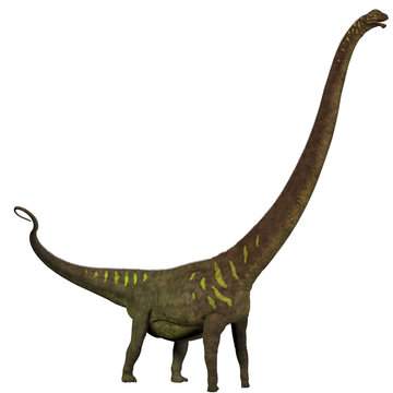 Mamenchisaurus youngi Profile