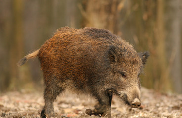 Wild boar walking in forest