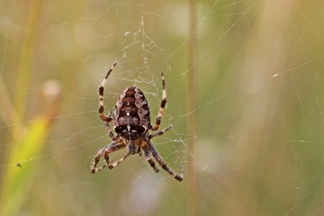 Gartenkreuzspinne (Araneus diadematus)