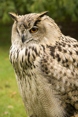 Portrait of an owl