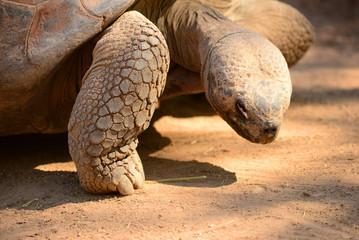Giant Tortoise