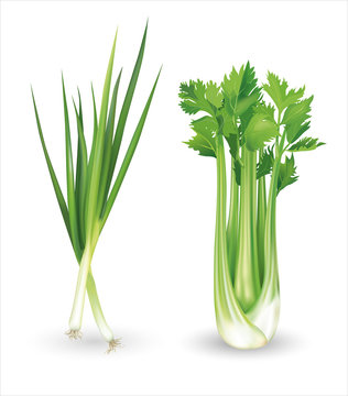 Green onion and celery. Vector illustration.