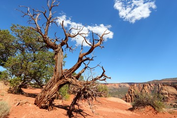 Colorado National Monument, USA - Monument Canyon