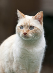 Fototapeta na wymiar Siamese Mix Cat