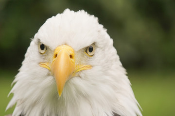 Portrait of an American eagle