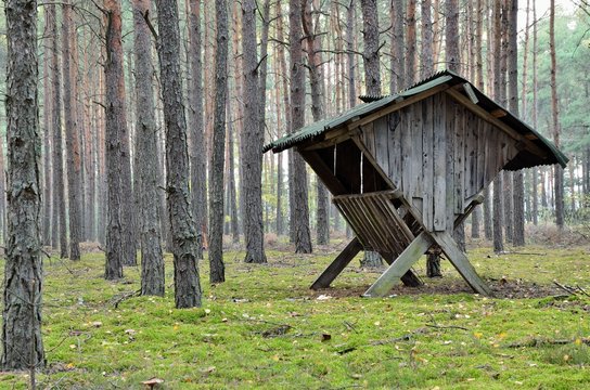 animals feeder in autumn forest