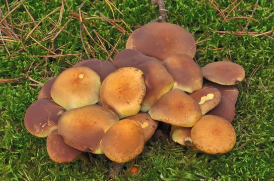 mushrooms on moss