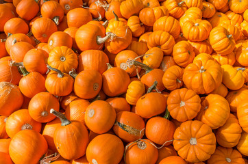 Pumpkins on display at the market