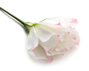 Eustoma flower, isolated on white