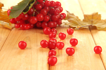 Red berries of viburnum with yellow leaves on wooden background