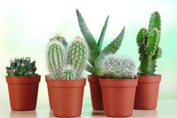 Foto op Plexiglas Cactus in pot Collectie cactussen op houten tafel