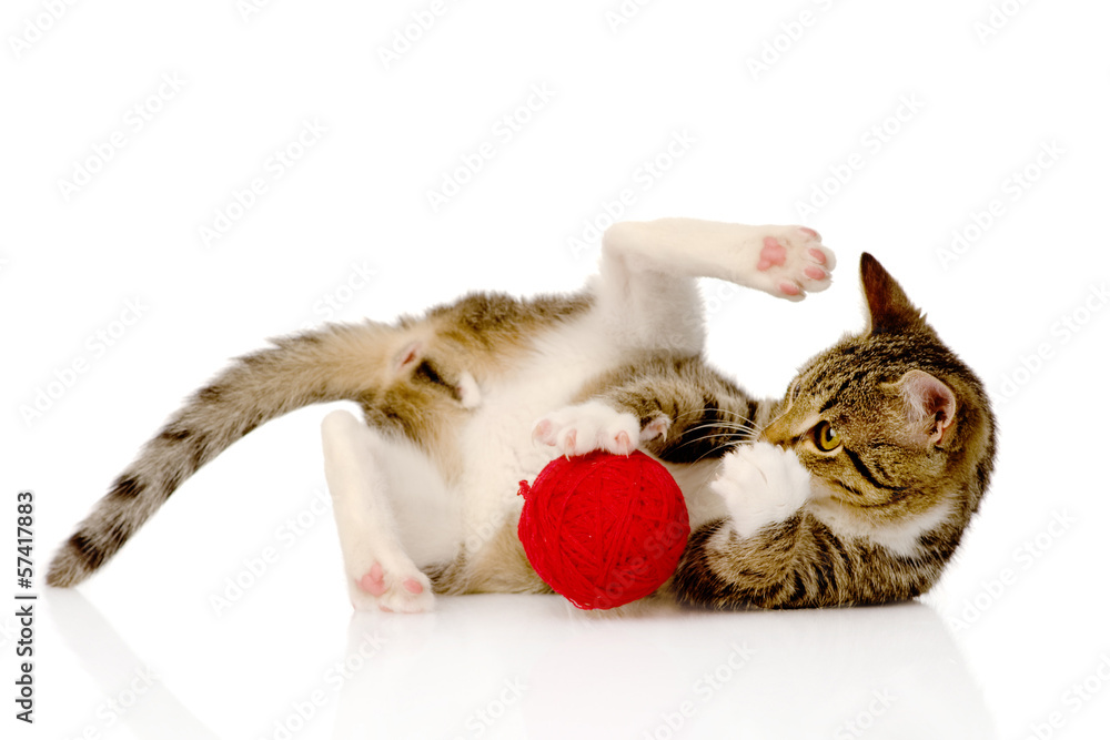 Poster cat playing with a ball. isolated on white background