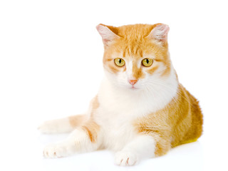 orange cat lying in front. isolated on white background