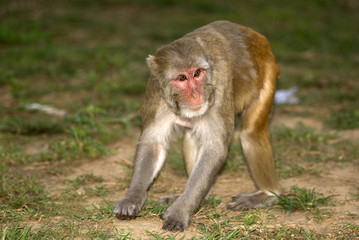 Obraz premium Rhesus macaque, Sariska Game Reserve, Rajasthan, India