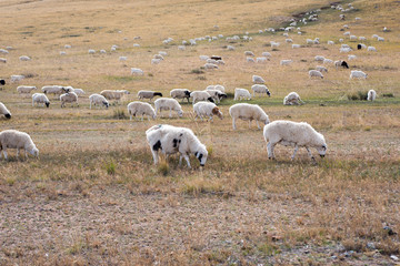 Fototapeta premium Flock fall