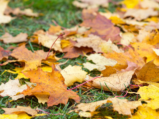 Yellow autumn leaves