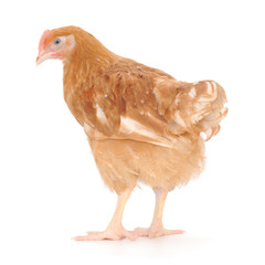 brown hen