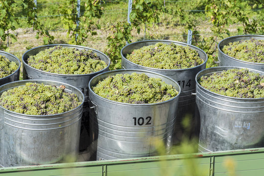 Containers Full Of White Grapes On The Trailer