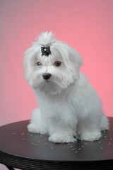 Maltesse puppy sitting on steel table