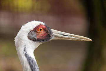 White-naped Crane