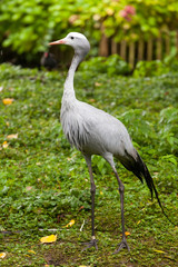 Naklejka premium Blue Crane