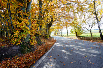 Fototapeta na wymiar rural Road in the autumn with yellow trees
