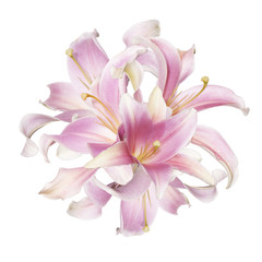The beautiful bouquet pink lily on a white background
