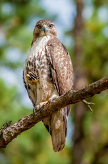 coopers hawk perched on tree watching for small prey