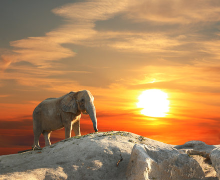 Elephant at sunset