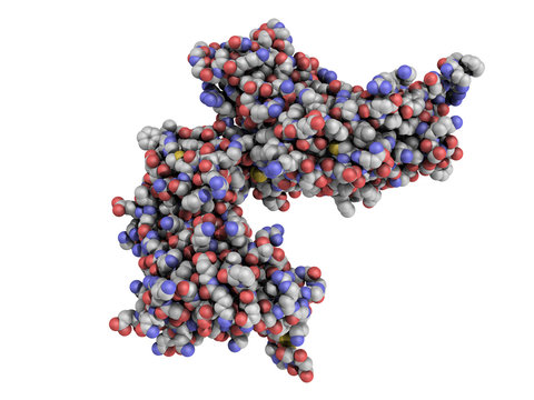 cyclic ADP ribose hydrolase (CD38) protein
