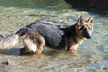 german shepard while looking at you