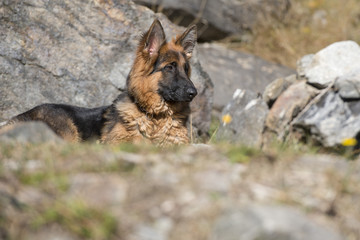 german shepard while looking at you