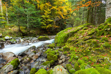 bosco con torrente in autunno