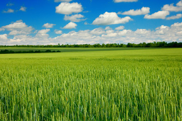 Fototapeta premium Wheat field and sky