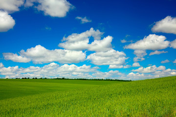 Wheat field and sky