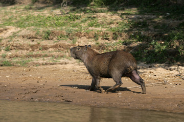 Capybara, Hydrochoerus hydrochaeris