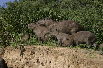 Capybara, Hydrochoerus hydrochaeris