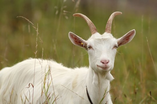 weiße hausziege / white goat