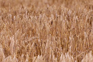 Ears of ripe wheat