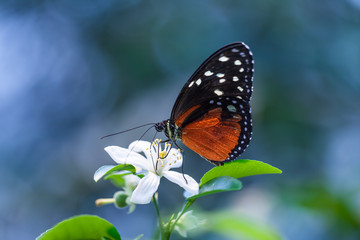 Obraz na płótnie Canvas Schmetterling auf einer Blume