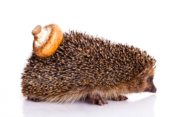 hedgehog isolated on white background