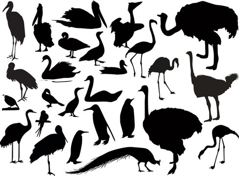 twenty six bird silhouettes on white