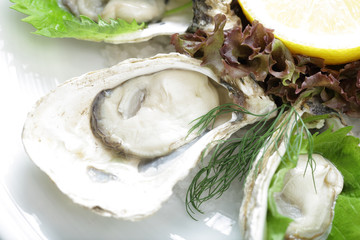 Fresh Oyster