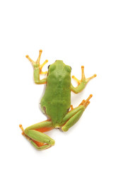 Tree frog (Hyla arborea) © Mirek Kijewski