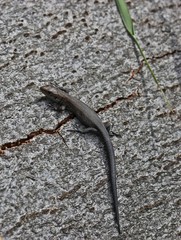 Junge Waldeidechse (Zootoca vivipara) auf Baumstamm