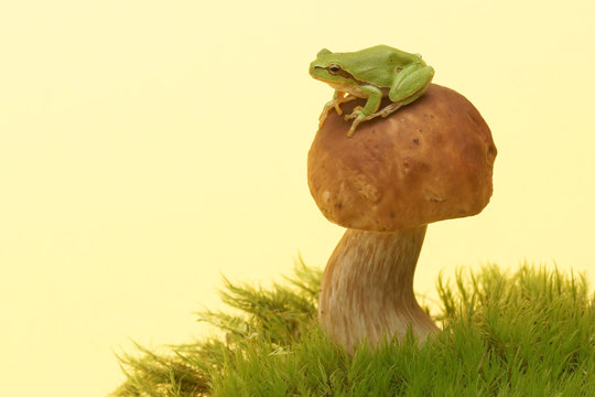 Tree Frog (Hyla Arborea) On Mushroom, Boletus