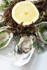 Fresh Oyster