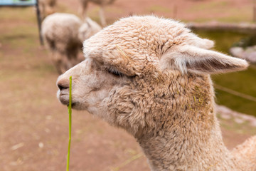 Llama. Farm of llama,alpaca,Vicuna in Peru,South America