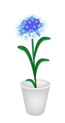 Forget Me Not in A Flower Pot